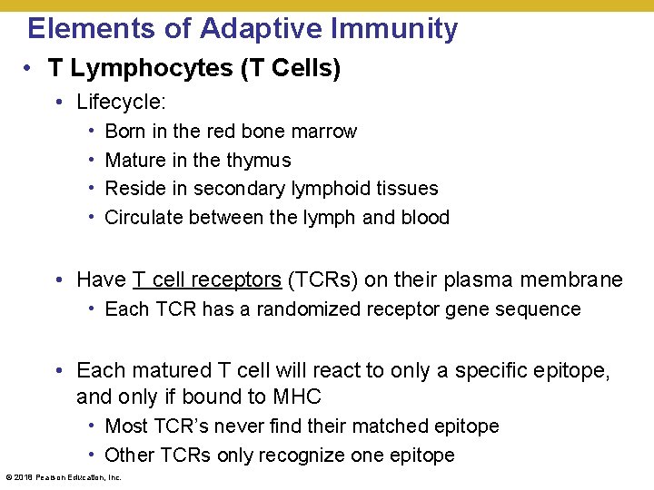 Elements of Adaptive Immunity • T Lymphocytes (T Cells) • Lifecycle: • • Born