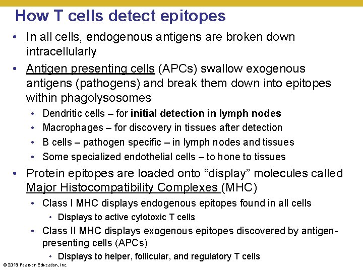 How T cells detect epitopes • In all cells, endogenous antigens are broken down