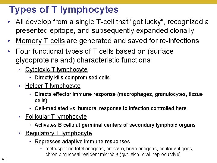 Types of T lymphocytes • All develop from a single T-cell that “got lucky”,
