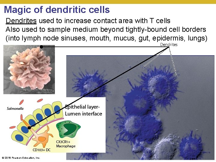 Magic of dendritic cells Dendrites used to increase contact area with T cells Also