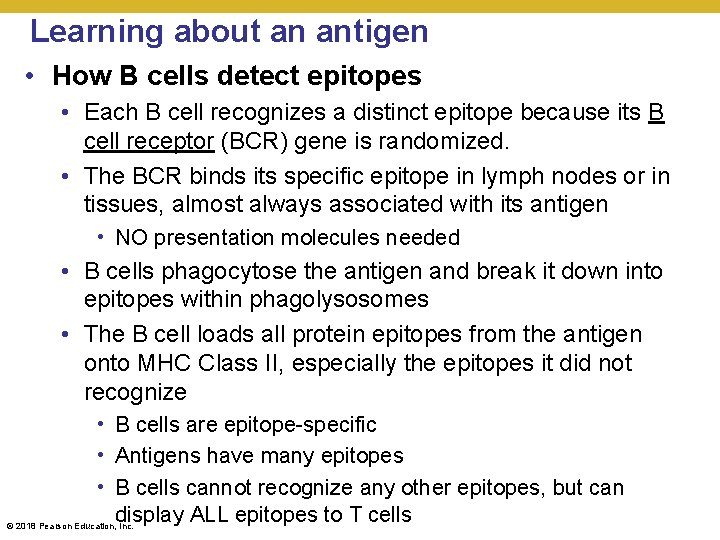 Learning about an antigen • How B cells detect epitopes • Each B cell