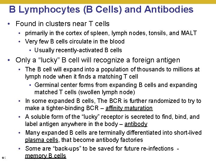 B Lymphocytes (B Cells) and Antibodies • Found in clusters near T cells •