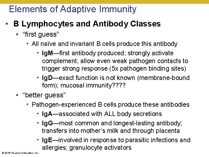 Elements of Adaptive Immunity • B Lymphocytes and Antibody Classes • “first guess” •