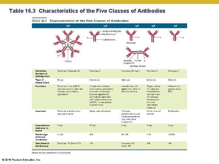 Table 16. 3 Characteristics of the Five Classes of Antibodies © 2018 Pearson Education,
