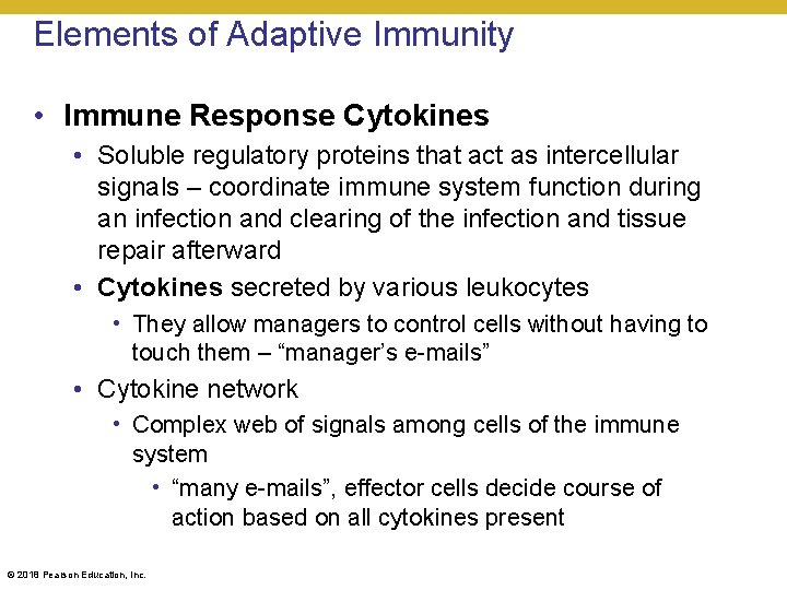 Elements of Adaptive Immunity • Immune Response Cytokines • Soluble regulatory proteins that act