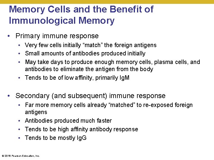 Memory Cells and the Benefit of Immunological Memory • Primary immune response • Very