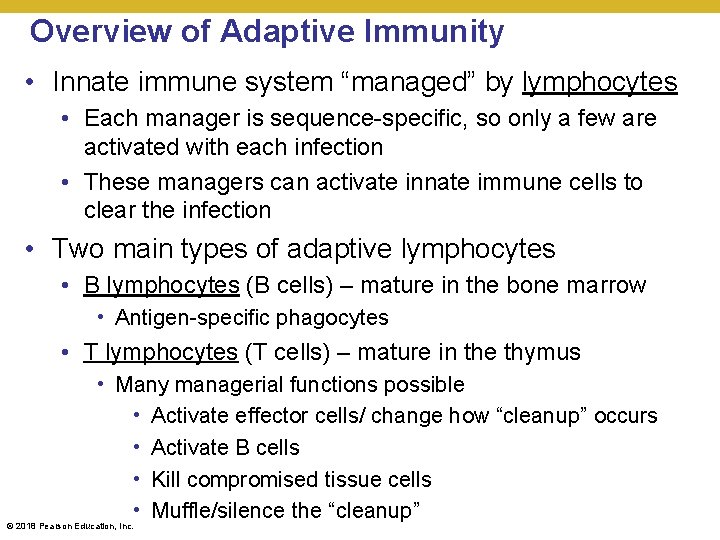 Overview of Adaptive Immunity • Innate immune system “managed” by lymphocytes • Each manager