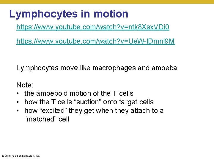 Lymphocytes in motion https: //www. youtube. com/watch? v=ntk 8 Xsx. VDi 0 https: //www.