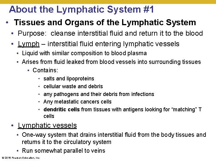 About the Lymphatic System #1 • Tissues and Organs of the Lymphatic System •