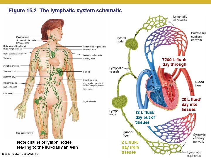 Figure 16. 2 The lymphatic system schematic 7200 L fluid/ day through 18 L