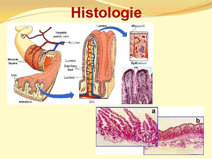 Histologie 