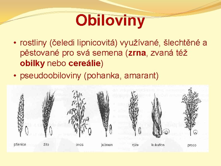 Obiloviny • rostliny (čeledi lipnicovitá) využívané, šlechtěné a pěstované pro svá semena (zrna, zvaná