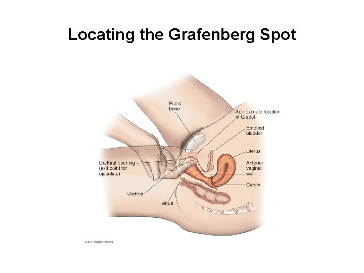 Locating the Grafenberg Spot 
