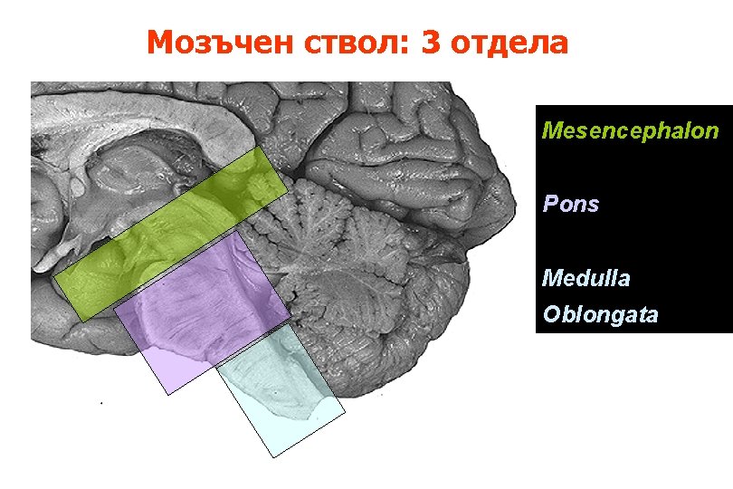 Мозъчен ствол: 3 отдела Mesencephalon Pons Medulla Oblongata 