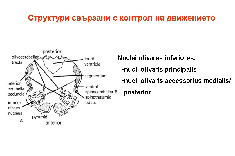 Структури свързани с контрол на движението Nuclei olivares inferiores: • nucl. olivaris principalis •