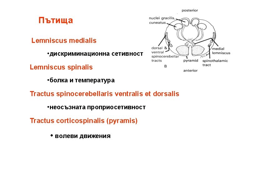 Пътища Lemniscus medialis • дискриминационна сетивност Lemniscus spinalis • болка и температура Tractus spinocerebellaris