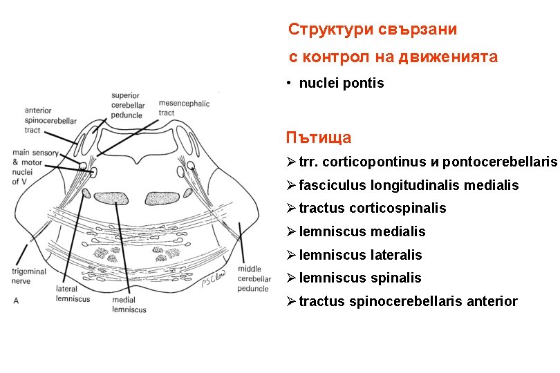 Структури свързани с контрол на движенията • nuclei pontis Пътища Ø trr. corticopontinus и
