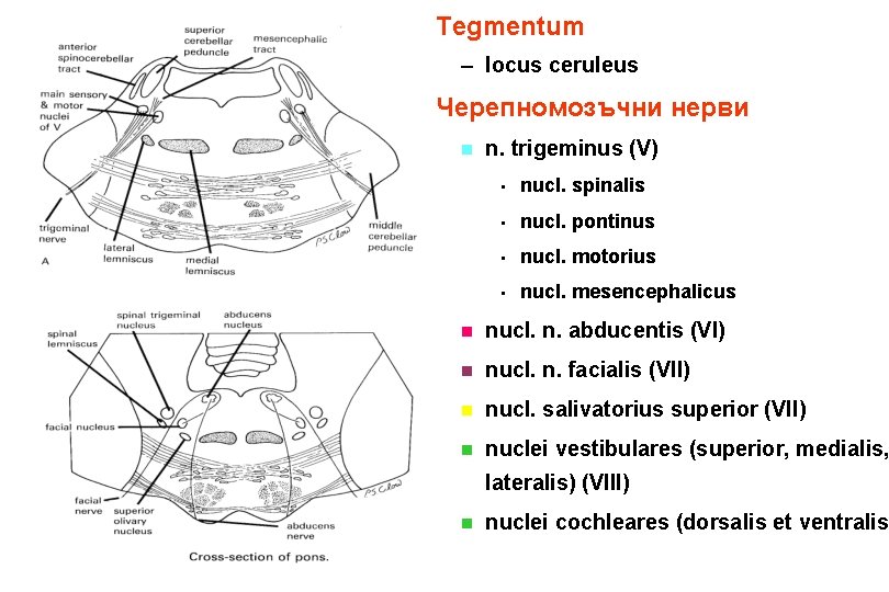 Tegmentum – locus ceruleus Черепномозъчни нерви n n. trigeminus (V) • nucl. spinalis •