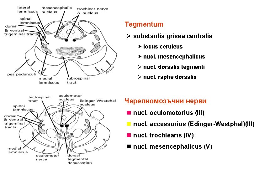Tegmentum Ø substantia grisea centralis Ø locus ceruleus Ø nucl. mesencephalicus Ø nucl. dorsalis