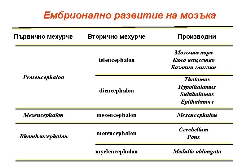 Ембрионално развитие на мозъка Първично мехурче Вторично мехурче telencephalon Мозъчна кора Бяло вещество Базални