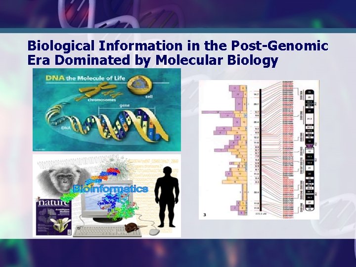 Biological Information in the Post-Genomic Era Dominated by Molecular Biology 