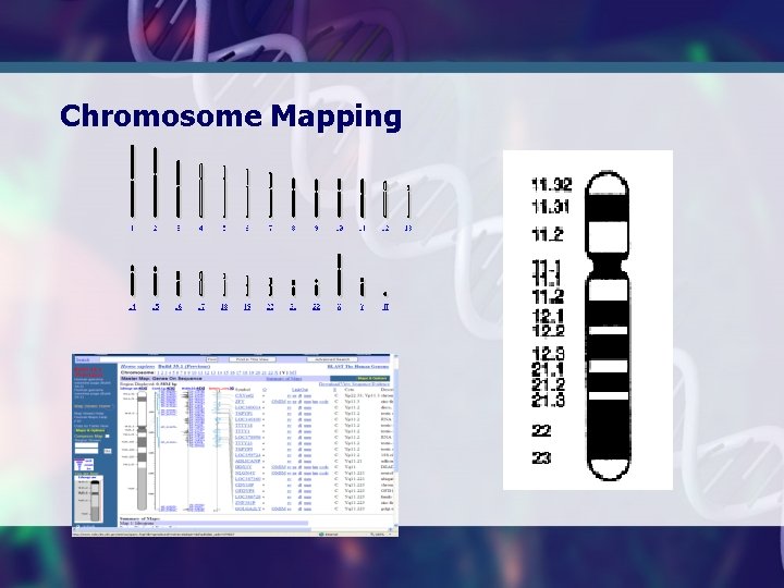 Chromosome Mapping 