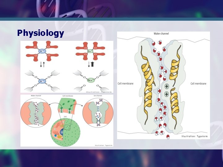 Physiology 