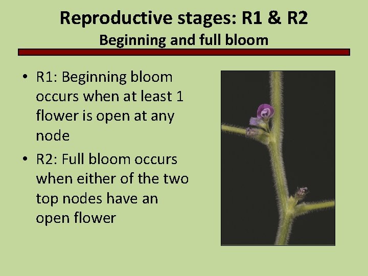 Reproductive stages: R 1 & R 2 Beginning and full bloom • R 1: