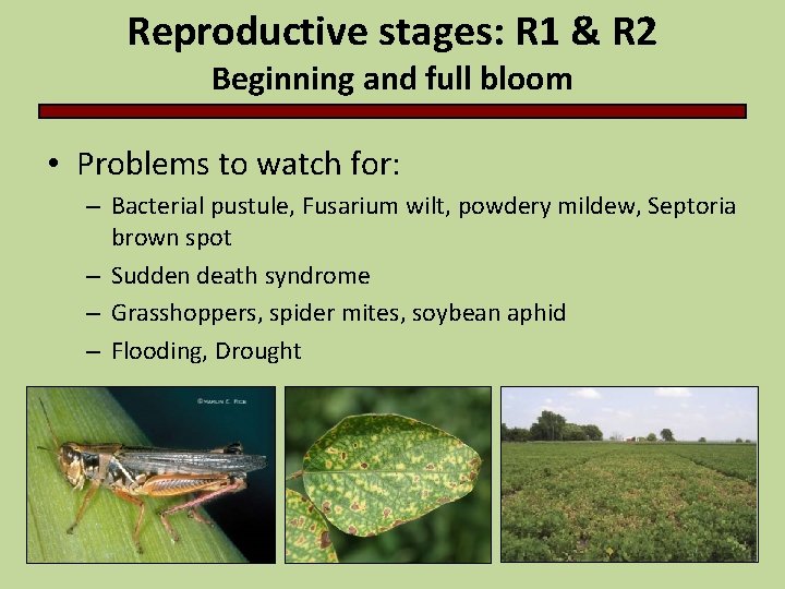 Reproductive stages: R 1 & R 2 Beginning and full bloom • Problems to