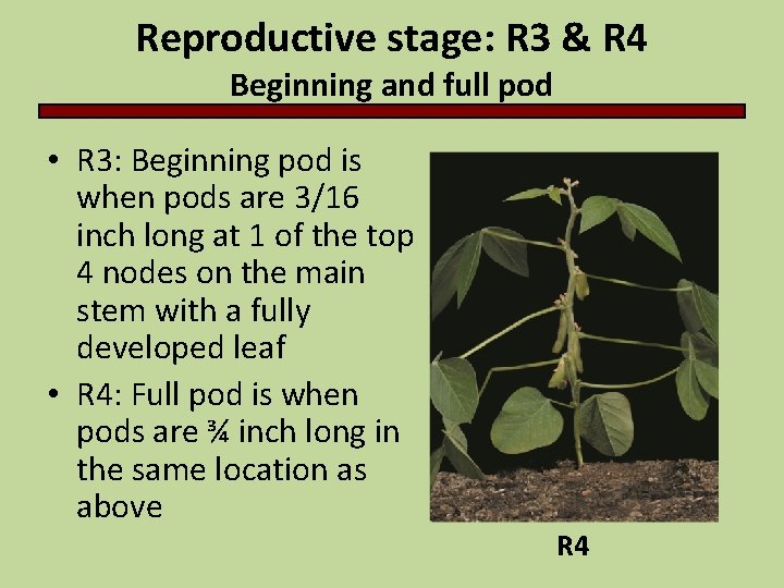 Reproductive stage: R 3 & R 4 Beginning and full pod • R 3: