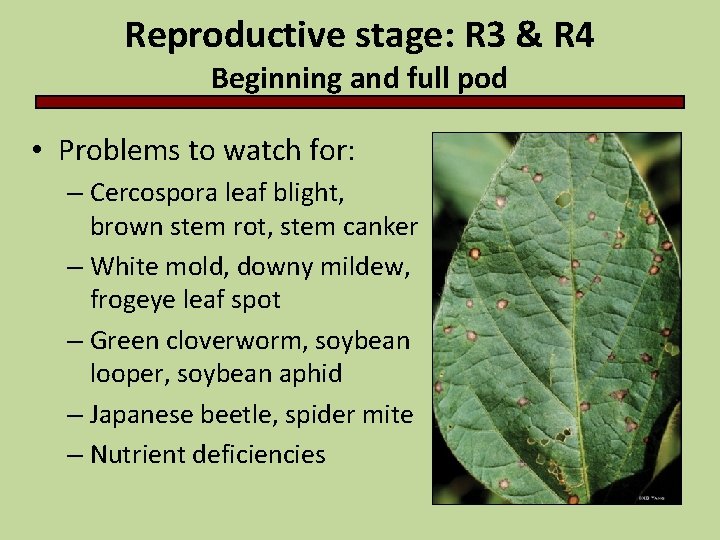 Reproductive stage: R 3 & R 4 Beginning and full pod • Problems to