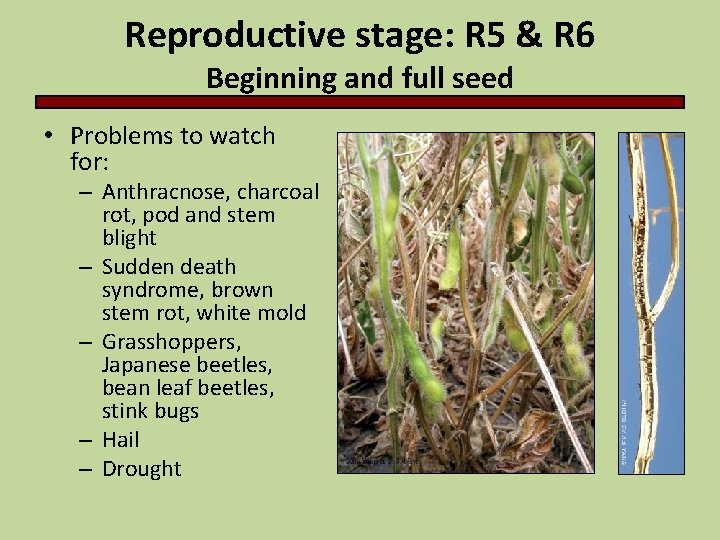 Reproductive stage: R 5 & R 6 Beginning and full seed • Problems to