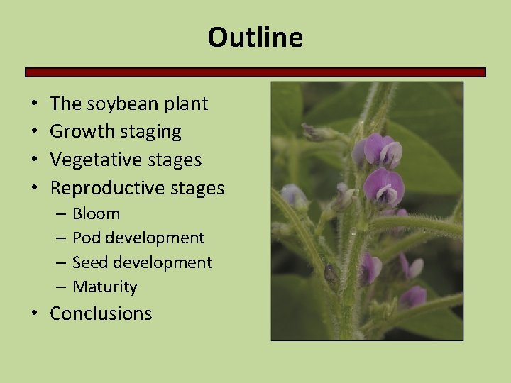 Outline • • The soybean plant Growth staging Vegetative stages Reproductive stages – Bloom