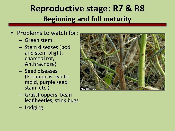 Reproductive stage: R 7 & R 8 Beginning and full maturity • Problems to