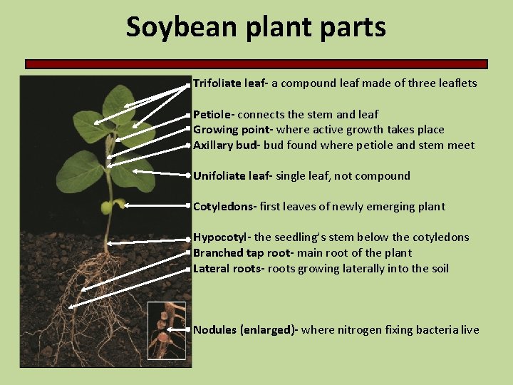 Soybean plant parts Trifoliate leaf- a compound leaf made of three leaflets Petiole- connects