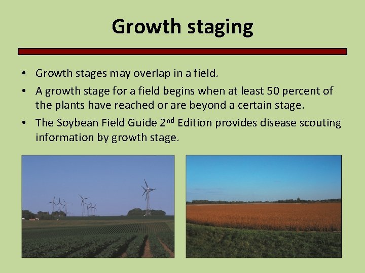 Growth staging • Growth stages may overlap in a field. • A growth stage