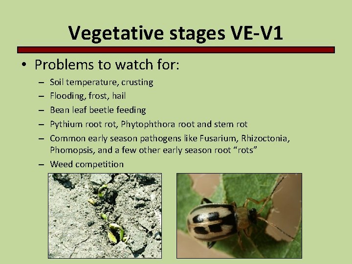 Vegetative stages VE-V 1 • Problems to watch for: Soil temperature, crusting Flooding, frost,