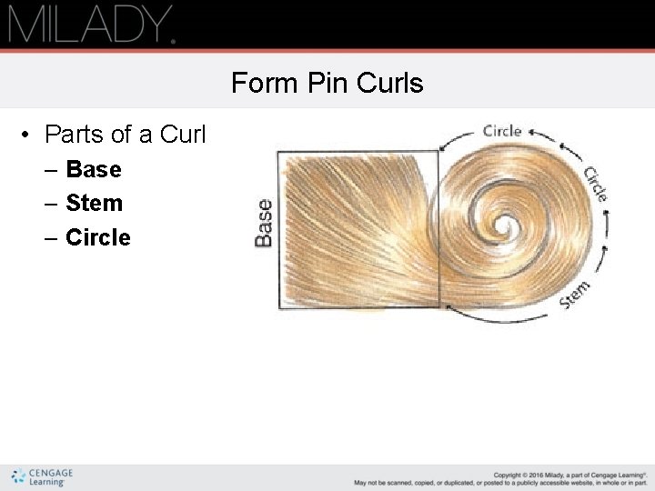 Form Pin Curls • Parts of a Curl – Base – Stem – Circle