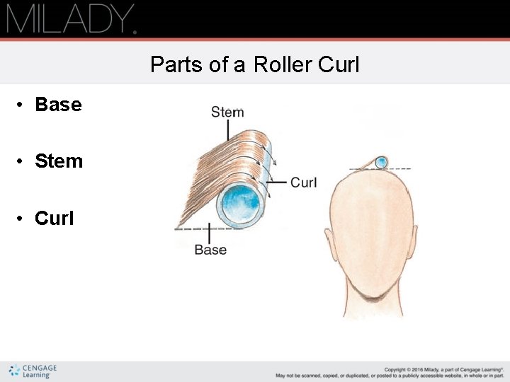 Parts of a Roller Curl • Base • Stem • Curl 