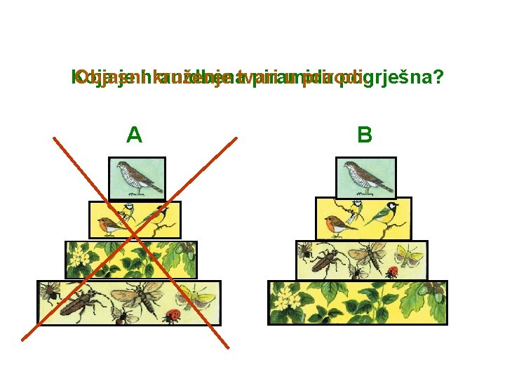Koja Objasni je hranidbena kruženje tvari piramida u prirodi. pogrješna? A B 