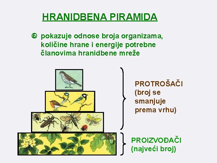 HRANIDBENA PIRAMIDA pokazuje odnose broja organizama, količine hrane i energije potrebne članovima hranidbene mreže