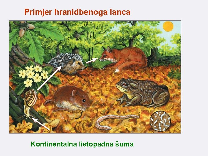 Primjer hranidbenoga lanca Kontinentalna listopadna šuma 