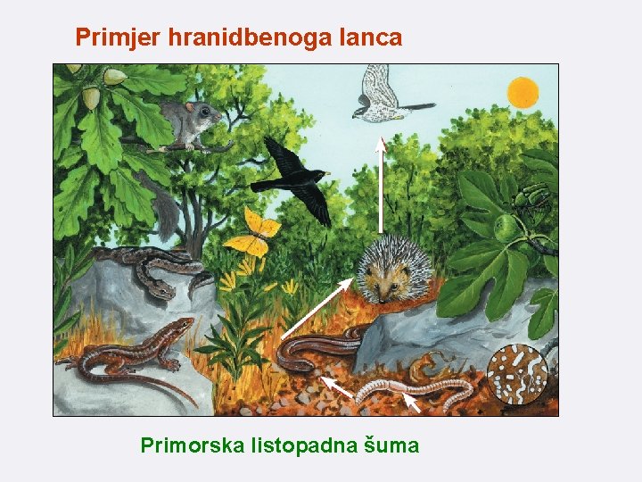 Primjer hranidbenoga lanca Primorska listopadna šuma 