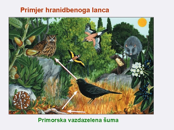 Primjer hranidbenoga lanca Primorska vazdazelena šuma 