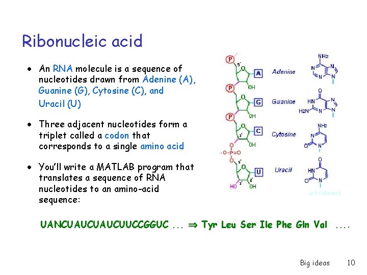 Ribonucleic acid ● ● ● An RNA molecule is a sequence of nucleotides drawn