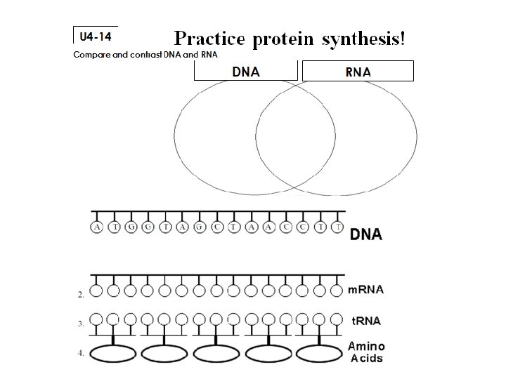 You do: Venn Diagram m. RNA 