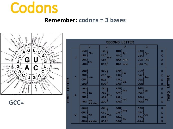 Codons Remember: codons = 3 bases Example: AGU= GCC= 