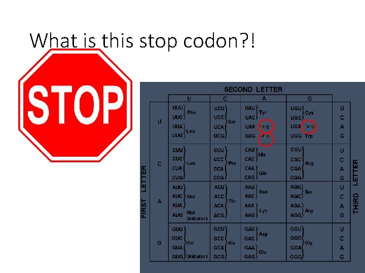 What is this stop codon? ! 