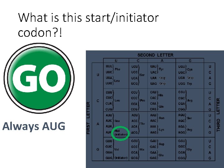What is this start/initiator codon? ! Always AUG 