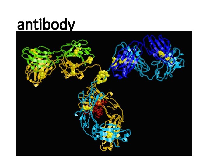 antibody 